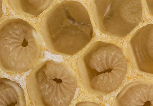 蜜蜂成長過程中的圖片 蜜蜂成長過程中的圖片