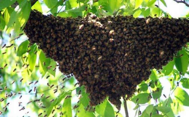蜜蜂自然分蜂會飛多遠? 蜜蜂自然分蜂會飛多遠?