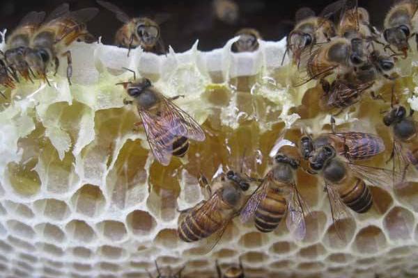 中蜂取蜂蜜的最佳時間是什么時候？