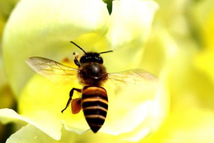 夏天工蜂怠工是什么原因(工蜂為啥不出勤) 夏天工蜂怠工是什么原因(工蜂為啥不出勤)