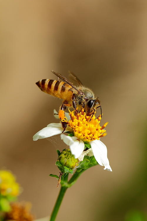 取走蜂蜜對蜜蜂有影響嗎(蜂蜜被取走了蜜蜂會餓死嗎?) 取走蜂蜜對蜜蜂有影響嗎(蜂蜜被取走了蜜蜂會餓死嗎?)