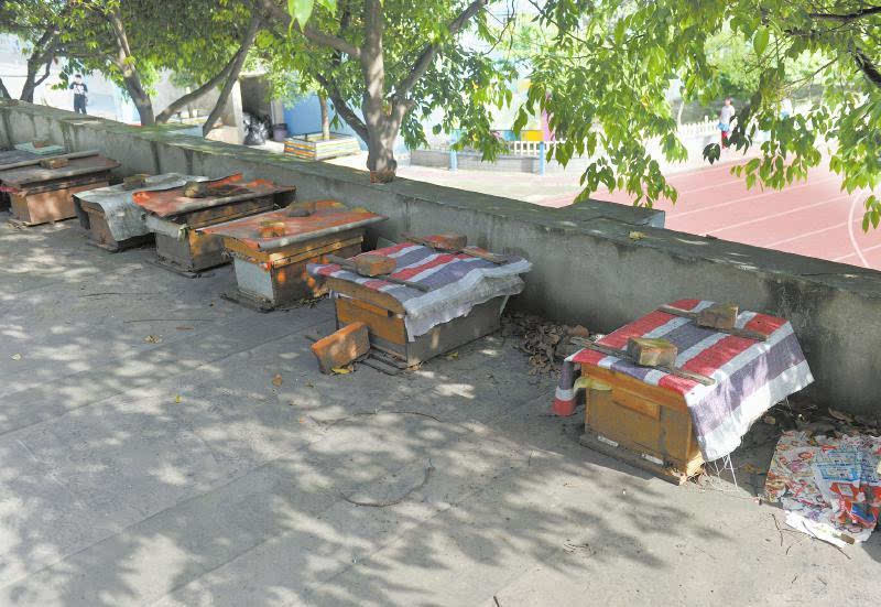 一個山區中蜂場最多養多少箱中蜂（想要養殖1000箱蜜蜂，需要注意哪些問題）