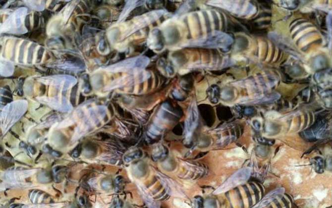麥蜂吃什么東西(麥蜂吃什么) 麥蜂吃什么東西(麥蜂吃什么)