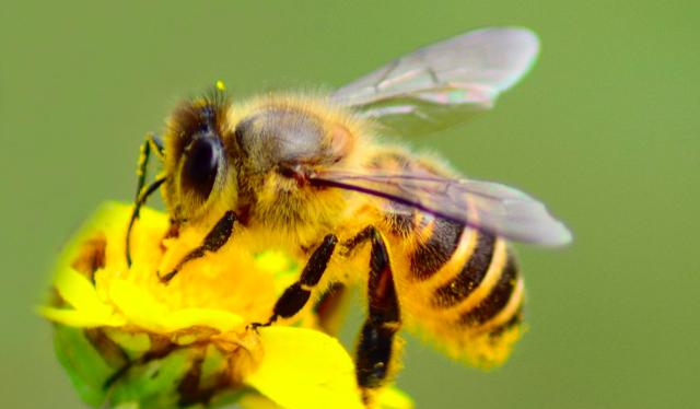 ?工蜂從卵到成蟲的孵化時間是什么(蜜蜂卵到成蟲要多久) ?工蜂從卵到成蟲的孵化時間是什么(蜜蜂卵到成蟲要多久)
