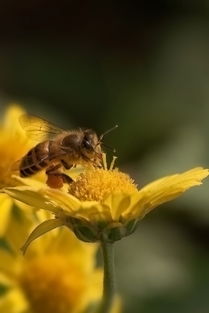 ?工蜂從卵到成蟲的孵化時間是什么(蜜蜂卵到成蟲要多久) ?工蜂從卵到成蟲的孵化時間是什么(蜜蜂卵到成蟲要多久)