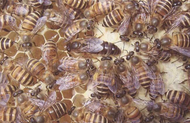 中蜂養殖中的關王技巧