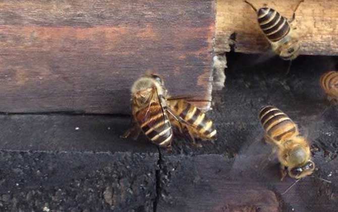 怎么誘蜂才有效(最牛誘蜂的訣竅) 怎么誘蜂才有效(最牛誘蜂的訣竅)