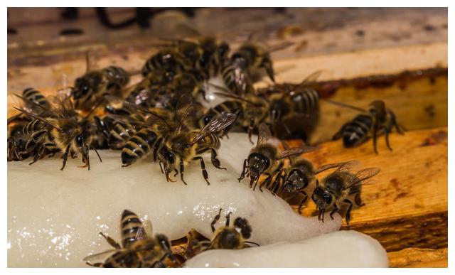 蜜蜂什么時(shí)候繁殖快(蜜蜂繁殖季節(jié)是什么時(shí)候) 蜜蜂什么時(shí)候繁殖快(蜜蜂繁殖季節(jié)是什么時(shí)候)