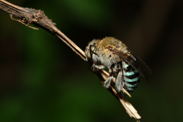 被馬蜂蟄了能自愈嗎(被黃蜂蟄了會(huì)自然好嗎) 被馬蜂蟄了能自愈嗎(被黃蜂蟄了會(huì)自然好嗎)