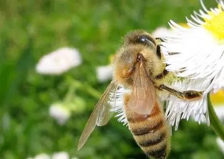 蜂王和工蜂是雄性還是雌性 蜂王和工蜂是雄性還是雌性(蜂王和工蜂的性別)