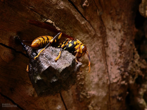 一窩胡蜂(馬蜂)有多少個蜂王?(野生和家養的有差異) 一窩胡蜂(馬蜂)有多少個蜂王?(野生和家養的有差異)