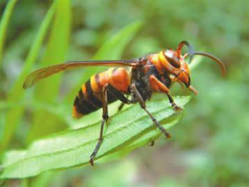 一窩胡蜂(馬蜂)有多少個蜂王?(野生和家養的有差異) 一窩胡蜂(馬蜂)有多少個蜂王?(野生和家養的有差異)