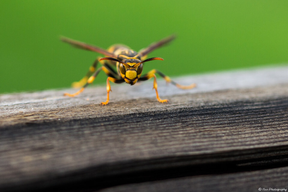 孕婦夢見黃蜂是什么預兆(孕婦夢見黃蜂追自己) 孕婦夢見黃蜂是什么預兆(孕婦夢見黃蜂追自己)