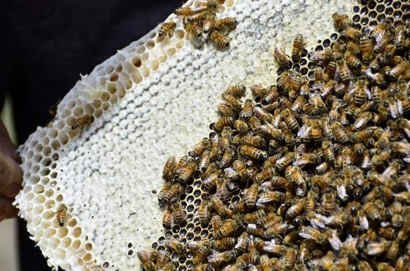 農村養蜜蜂能賺錢嗎(養蜜蜂一年能賺多少錢) 農村養蜜蜂能賺錢嗎(養蜜蜂一年能賺多少錢)