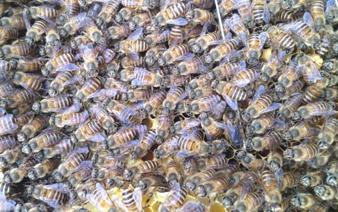 散落的蜜蜂是怎么找到蜂王(怎么從蜂群中找到蜂王) 怎么找到蜂王