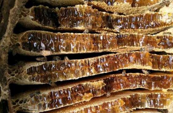 養野蜂的技巧與注意事項(養野蜂怎么養) 養野蜂的技巧與注意事項(養野蜂怎么養)