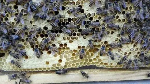 中蜂白頭病用什么藥好？(中蜂白頭蛹病的預防和治療)