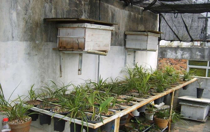 陽(yáng)臺(tái)養(yǎng)蜂