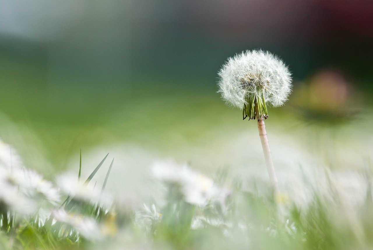 蒲公英開(kāi)花時(shí)間是幾點(diǎn)（蒲公英的功效與作用）