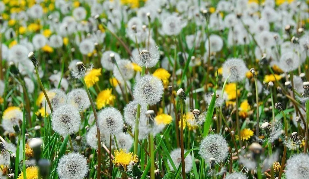 蒲公英開(kāi)花時(shí)間是幾點(diǎn)（蒲公英的功效與作用）