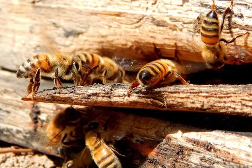 蜂王什么時(shí)候交尾容易成功