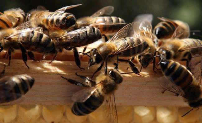 中蜂群怎么合并才不會(huì)打架? 中蜂群怎么合并才不會(huì)打架?