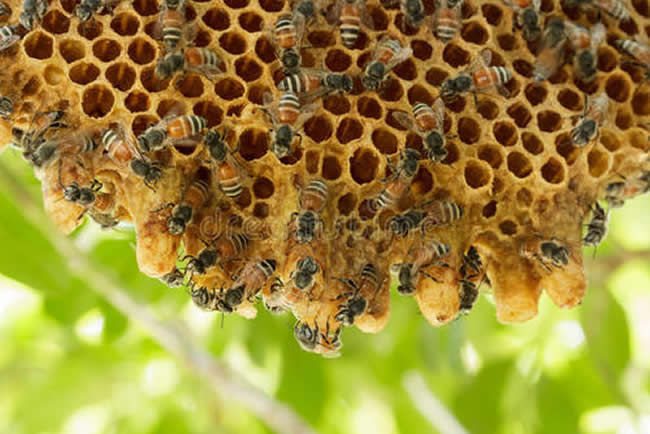 中蜂群怎么合并才不會(huì)打架? 中蜂群怎么合并才不會(huì)打架?