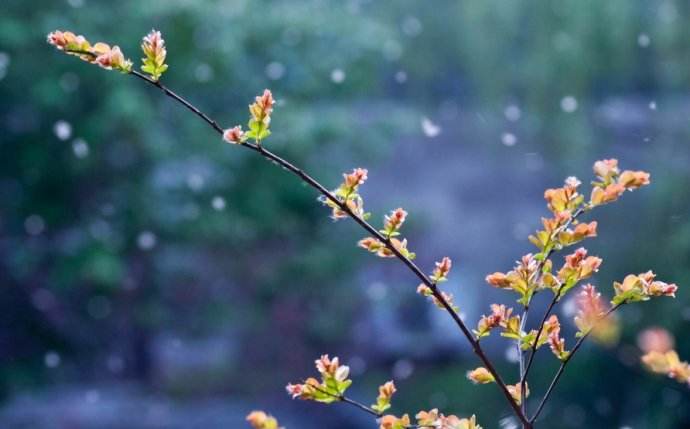 蜂群發(fā)展過(guò)弱怎么辦？