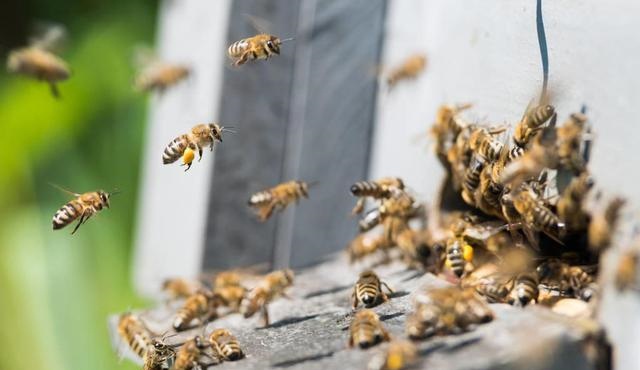 蜂王分家時為什么會有蜜蜂跟隨(蜜蜂跟隨蜂王的原因) 蜂王分家時為什么會有蜜蜂跟隨(蜜蜂跟隨蜂王的原因)
