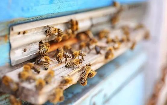 蜂王分家時為什么會有蜜蜂跟隨(蜜蜂跟隨蜂王的原因) 蜂王分家時為什么會有蜜蜂跟隨(蜜蜂跟隨蜂王的原因)