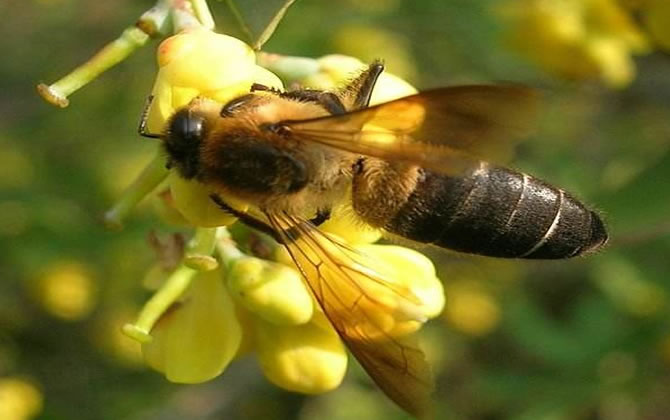 喜馬拉雅蜜蜂 喜馬拉雅蜜蜂