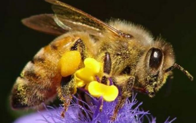 喜馬拉雅蜜蜂 喜馬拉雅蜜蜂