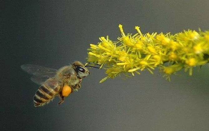 喜馬拉雅蜜蜂 喜馬拉雅蜜蜂