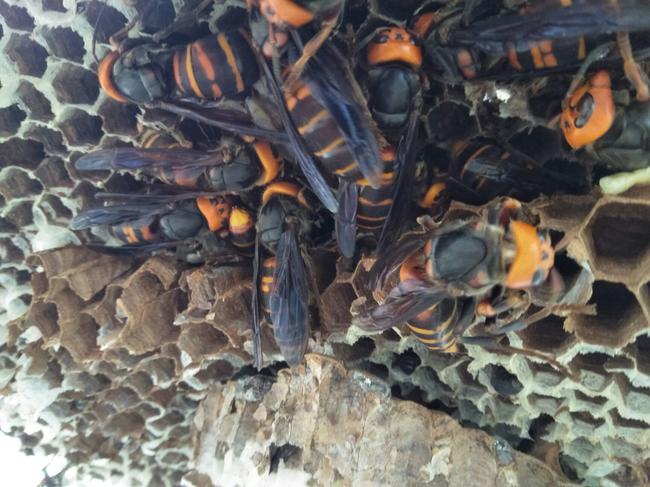 中國大虎頭蜂的生活環境(胡蜂的生活環境) 中國大虎頭蜂的生活環境(胡蜂的生活環境)