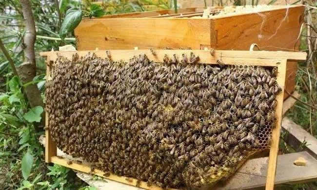 【蜜蜂知識】如何進行人工分蜂？