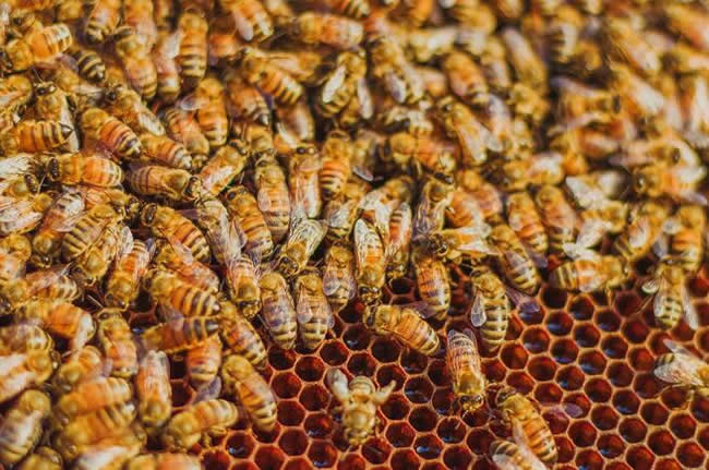 【蜜蜂知識】如何進行人工分蜂？