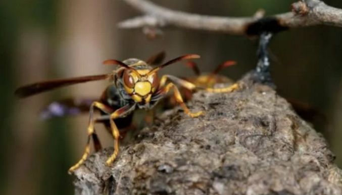 胡蜂吃黃粉蟲嗎(胡蜂吃什么食物) 胡蜂吃黃粉蟲嗎(胡蜂吃什么食物)