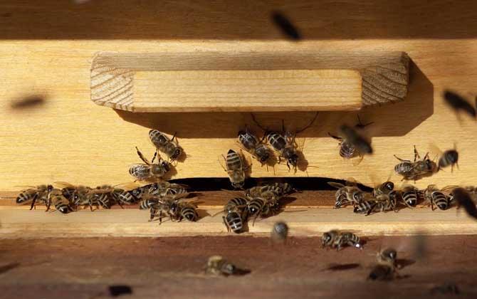 現(xiàn)代養(yǎng)蜂法有哪些(養(yǎng)蜂技術(shù)有哪些) 養(yǎng)蜂