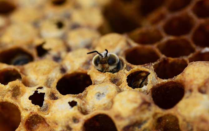 現(xiàn)代養(yǎng)蜂法有哪些(養(yǎng)蜂技術(shù)有哪些) 現(xiàn)代養(yǎng)蜂法有哪些(養(yǎng)蜂技術(shù)有哪些)