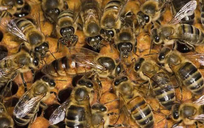 蜂王交尾失敗如何處理? 蜂王交尾失敗如何處理?