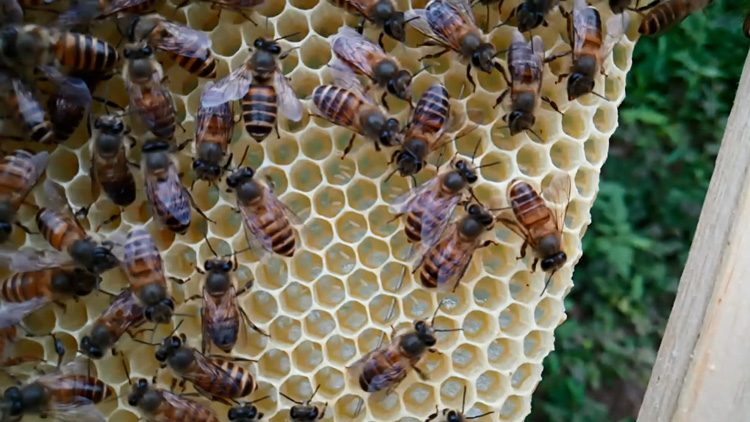 怎樣能讓工蜂停止產卵(如何制止工蜂產卵) 怎樣能讓工蜂停止產卵(如何制止工蜂產卵)