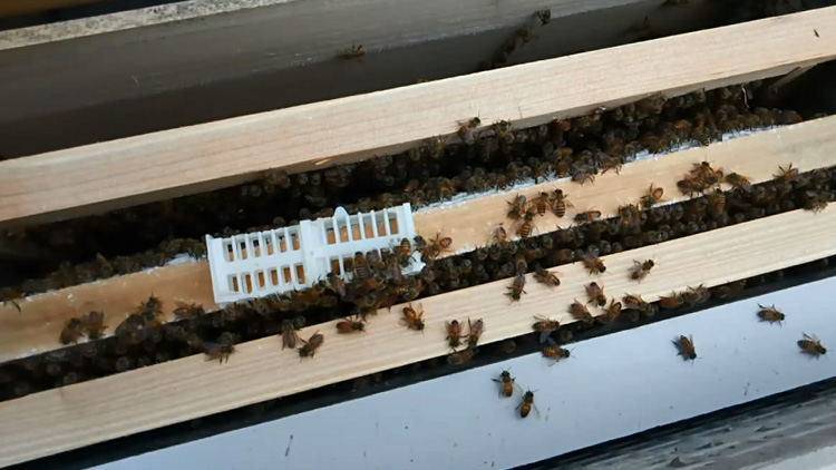 怎樣能讓工蜂停止產卵(如何制止工蜂產卵) 怎樣能讓工蜂停止產卵(如何制止工蜂產卵)