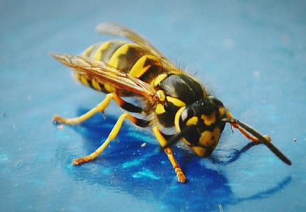 黃蜂是什么蜂(黃蜂與胡蜂的區別及養殖方法) 黃蜂是什么蜂(黃蜂與胡蜂的區別及養殖方法)