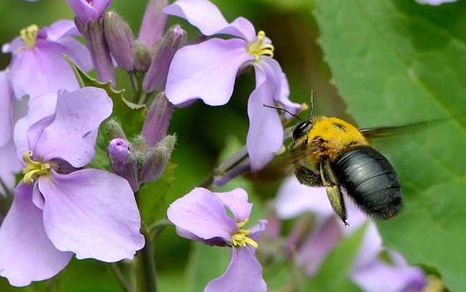 木蜂和熊蜂的區別（木蜂和熊蜂的對比）