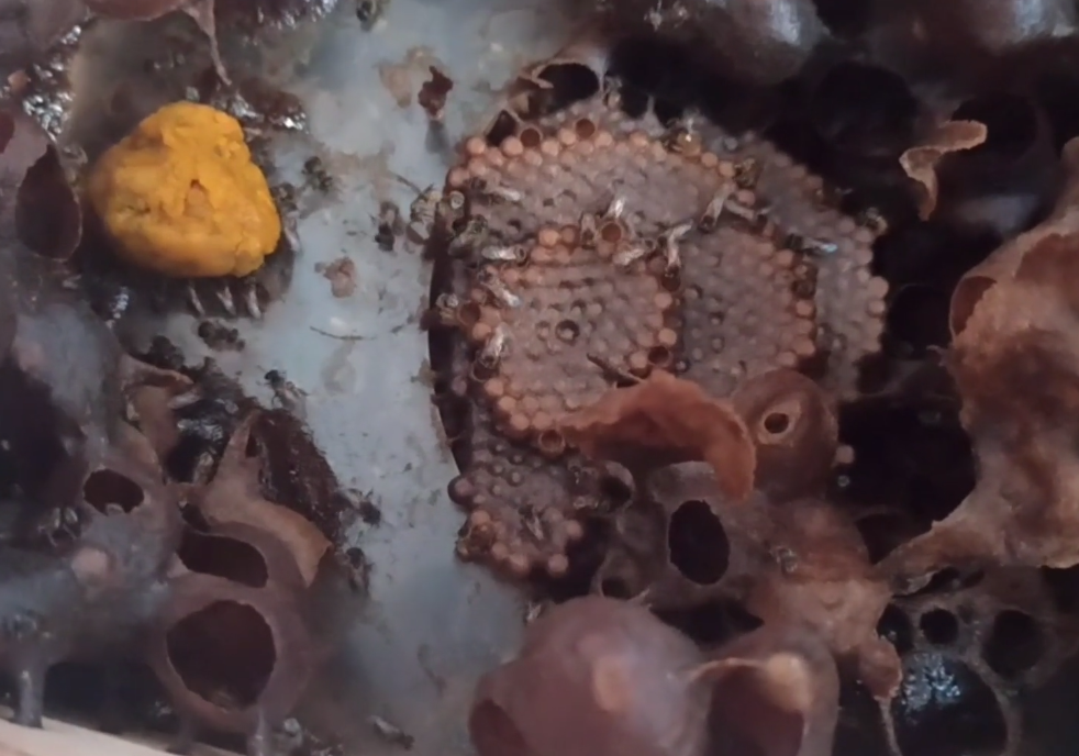 酸蜂的養殖方法(無刺蜂活框養殖技術) 酸蜂的養殖方法(無刺蜂活框養殖技術)