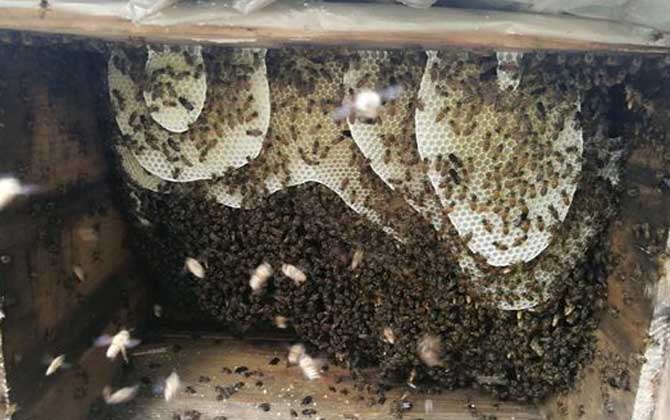 養(yǎng)蜜蜂被老鼠啃怎么辦(養(yǎng)蜜蜂怎么防止老鼠) 養(yǎng)蜜蜂被老鼠啃怎么辦(養(yǎng)蜜蜂怎么防止老鼠)