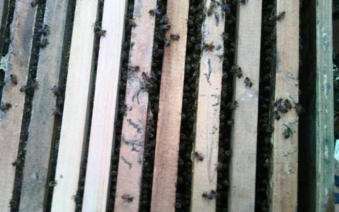 養(yǎng)蜜蜂被老鼠啃怎么辦(養(yǎng)蜜蜂怎么防止老鼠) 養(yǎng)蜜蜂被老鼠啃怎么辦(養(yǎng)蜜蜂怎么防止老鼠)