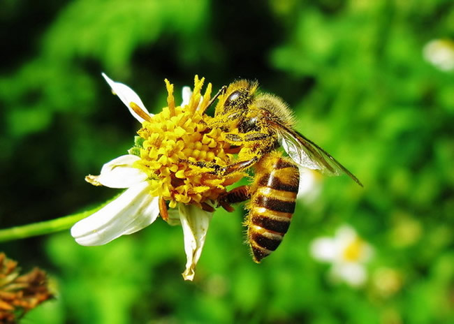 【蜜蜂知識】蜜蜂有幾條腿和翅膀？