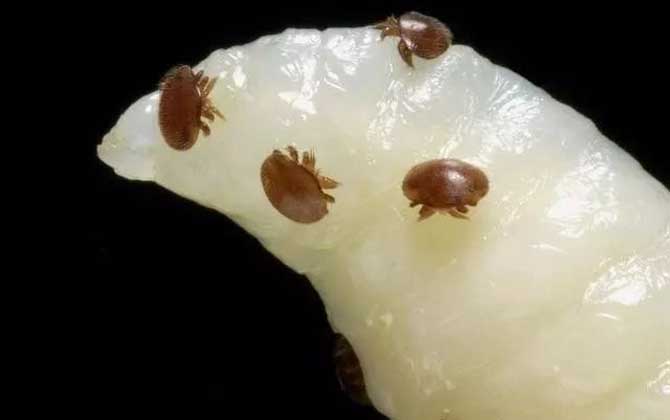 怎么治療蜂螨(治蜂螨小妙招及注意事項) 怎么治療蜂螨(治蜂螨小妙招及注意事項)