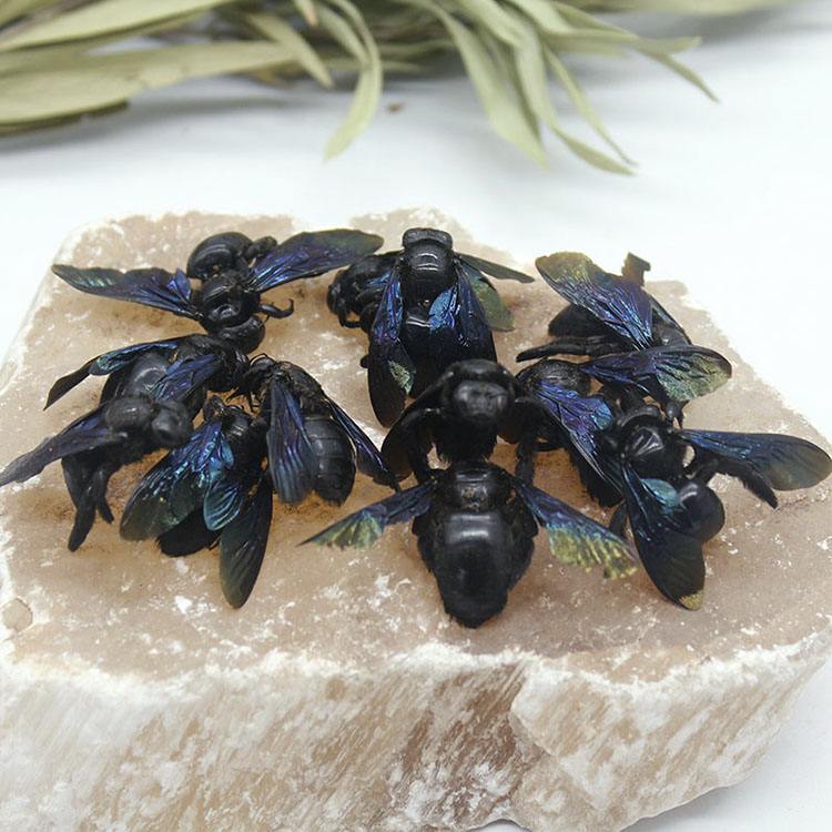 咸竹蜂是什么蜂(咸竹蜂的功效作用與禁忌) 咸竹蜂是什么蜂(咸竹蜂的功效作用與禁忌)